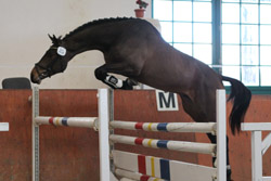 Oldenburger (Quidam’s Rubin / Le Coeur) (B.: Thomas Kleis (Wendorf) u. Jörg Schreiter (Teschow). Foto: Wego